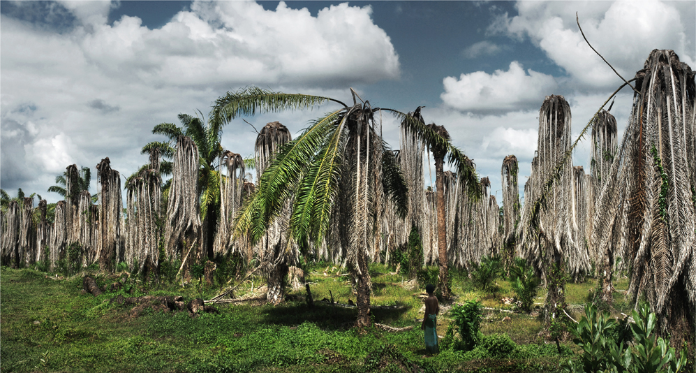 http://alainlens.com/files/gimgs/4_children-of-tomorrow--palms.jpg